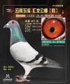 图片暂时未上传