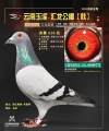 图片暂时未上传