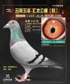 图片暂时未上传