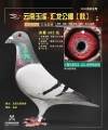 图片暂时未上传