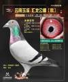 图片暂时未上传