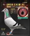 图片暂时未上传