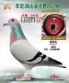 图片暂时未上传