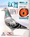 图片暂时未上传