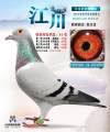 图片暂时未上传