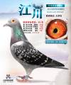 图片暂时未上传