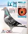 图片暂时未上传