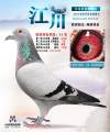 图片暂时未上传