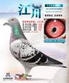 图片暂时未上传