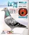 图片暂时未上传
