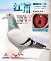 图片暂时未上传