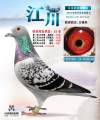 图片暂时未上传