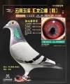 图片暂时未上传