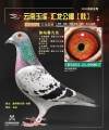 图片暂时未上传