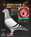 图片暂时未上传