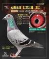 图片暂时未上传