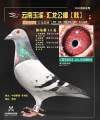 图片暂时未上传