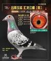 图片暂时未上传