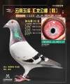 图片暂时未上传