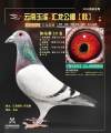 图片暂时未上传