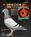 图片暂时未上传