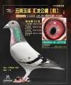 图片暂时未上传