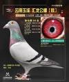 图片暂时未上传