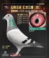 图片暂时未上传
