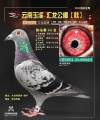 图片暂时未上传