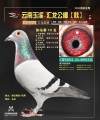 图片暂时未上传