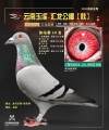 图片暂时未上传