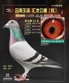 图片暂时未上传