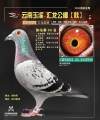 图片暂时未上传