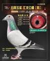 图片暂时未上传