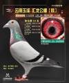 图片暂时未上传