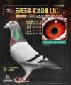 图片暂时未上传