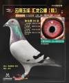 图片暂时未上传