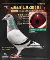 图片暂时未上传