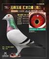 图片暂时未上传