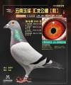 图片暂时未上传