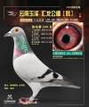图片暂时未上传