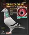 图片暂时未上传