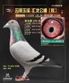 图片暂时未上传