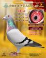 图片暂时未上传