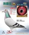 图片暂时未上传