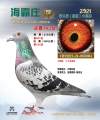 图片暂时未上传
