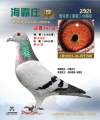 图片暂时未上传
