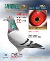 图片暂时未上传