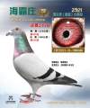 图片暂时未上传