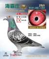 图片暂时未上传